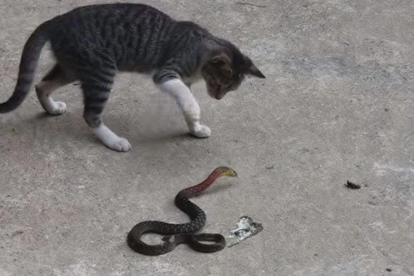 Γάτα τα… βάζει με φίδι (βίντεο)